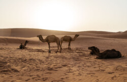 désert Maroc trek retour sur soi