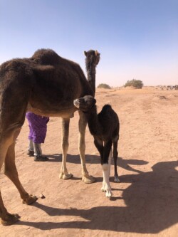 désert Maroc retraite bien-être