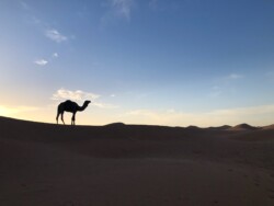 Voyage dans le désert marocain